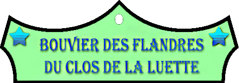 SITE WEB ELEVAGE DU CLOS DE LA LUETTE SPECIALISE POUR LE BOUVIER DES FLANDRES © COPYRIGHT DEPOSE